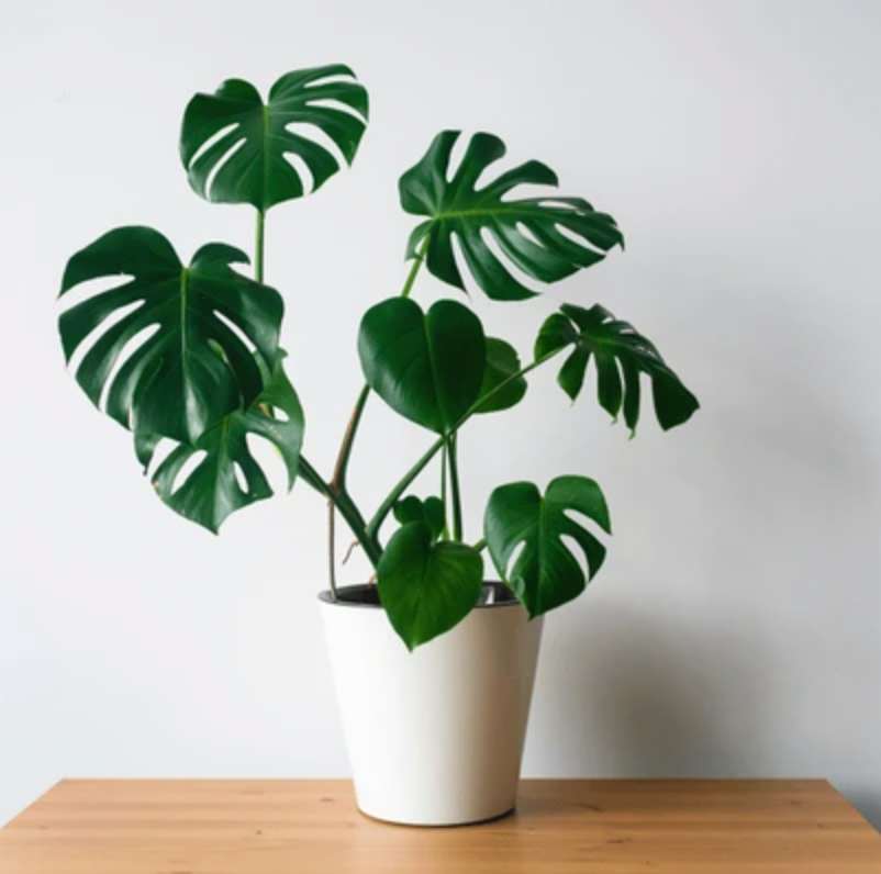 Monstera Leaves in White Vase